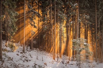 forest trees