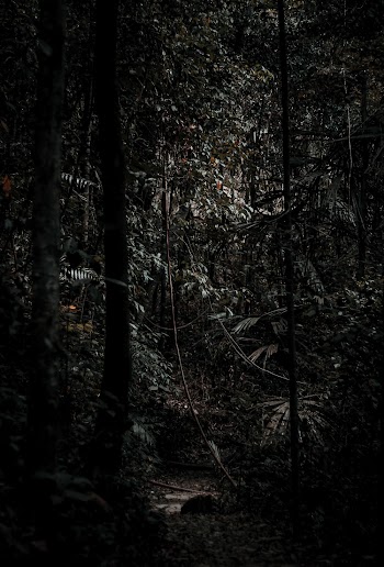 Forest Trees