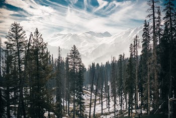 Forest Trees And A Mountain
