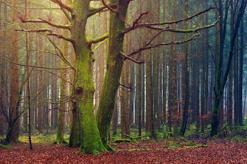 Forest Trees at Daytime