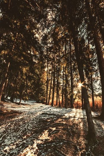 forest trees during daytime
