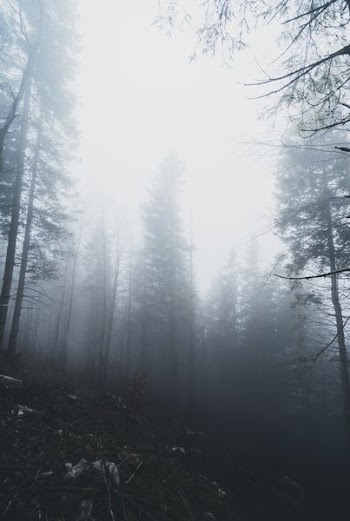 forest trees with smoke fog