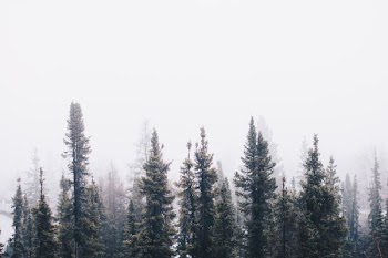 forest under cloudy sky during day time