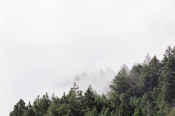 forest under cloudy sky during daytime