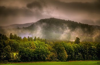 Forest Under Gray Clouds