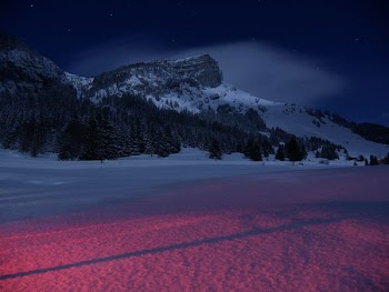 forest under mountain