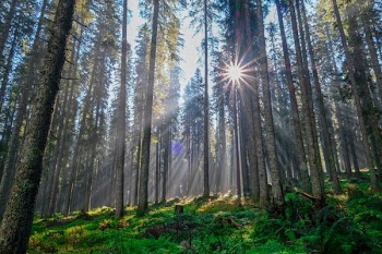 forest under sunrise