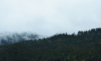 forest view on cloudy sky during day time
