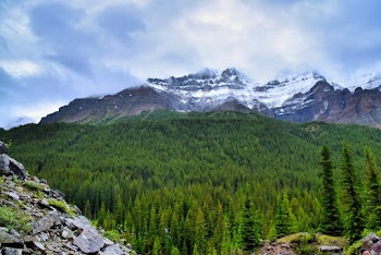 Forest Viewing Mountain Under White and Blue Skies