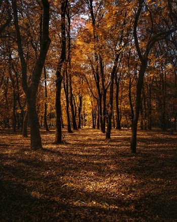 forest walk during daytime