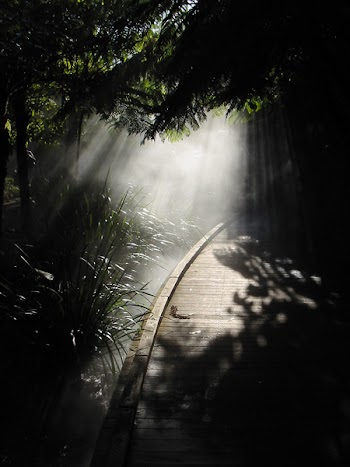 forest_walk.jpg