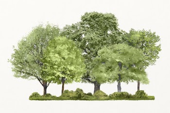 Forest watercolor illustration isolated on white | Free Photo - rawpixel