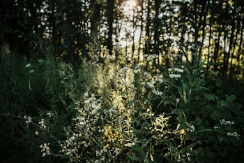 Forest Wildflowers