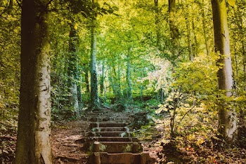 Forest With Concrete Steps