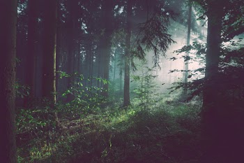 Forest with dim light