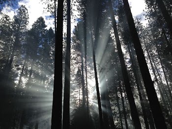 forest with sunrays