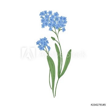 Forget-me-not flowers isolated on white background
