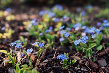 Forget me nots 2