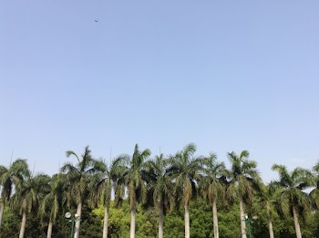 formation of palm trees