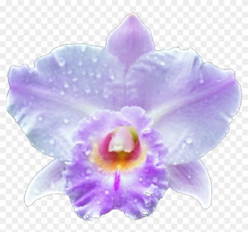 Forrest Orchid By Jeanicebartzen27 Forrest Orchid By - Orchid Transparent Frame Png