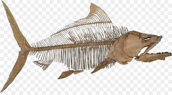 Fossil Fish Paleontology Skeleton Reptile - fish 