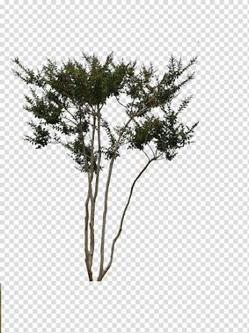 Fotolia Tree Child Deciduous, tree transparent background PNG clipart