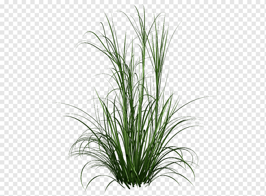 Fountain grass Ornamental grass, plantes, plant Stem, grass, flower png