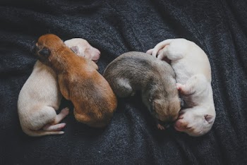 Four Assorted-color Puppies on Black Textile