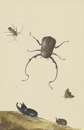 Four Beetles and a Flying | Free Photo - rawpixel