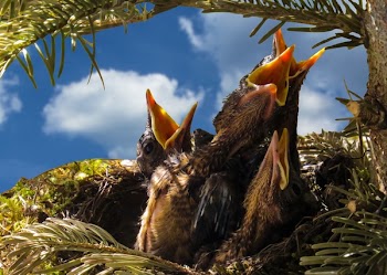 Four Black Chicks in Nest