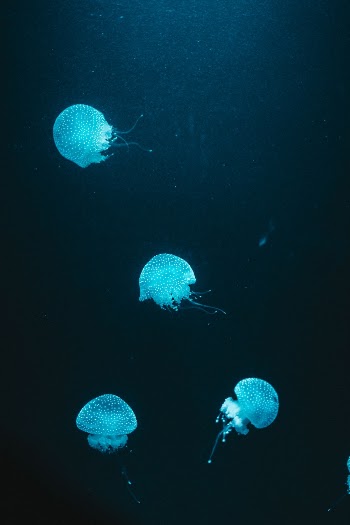 Four Blue Jellyfish