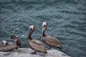 Four Brown Birds Standing on Cliff