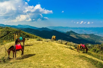 Four Brown Horses in Mountain Under Blue Skies