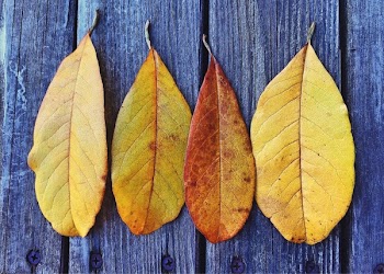 Four Brown Leaves