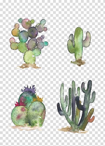 Four cactus , Cactaceae Watercolor painting Opuntia engelmannii Succulent plant Illustration, cactus transparent background PNG clipart