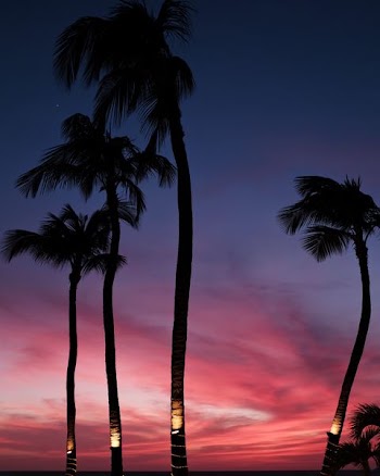 four coconut trees