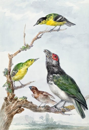 Four Different Birds on a Branch (ca.… | Free public domain illustration