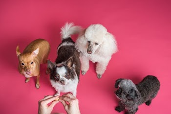 Four Dogs