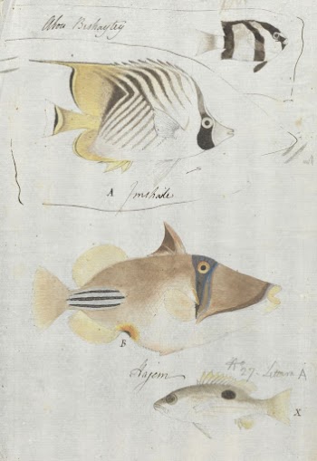 Four Fish by Luigi Balugani | Free Photo - rawpixel