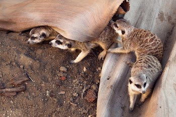Four Gray Ferrets