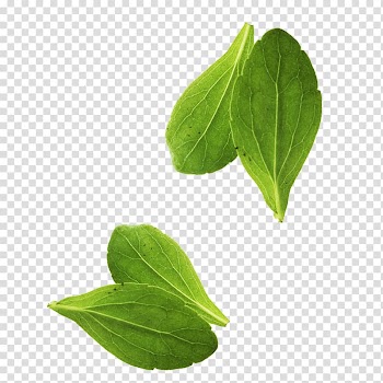 Four green leaves, Leaf vegetable Basil Leaf vegetable, Leaves transparent background PNG clipart