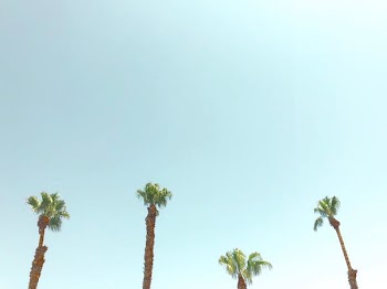 four green palm trees