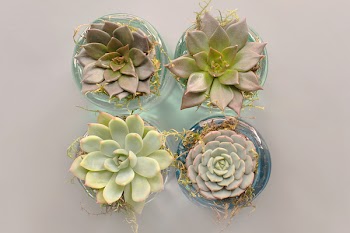 Four Green Succulent Plants With Glass Pot
