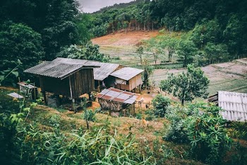 four houses surrounded tall trees