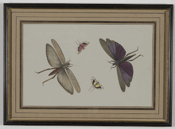 four insects with spread wings; | Free Photo - rawpixel