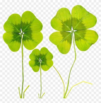Four-leaf Clover Baidu Wangpan Biological Specimen - Psd