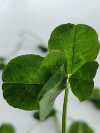 Four-leaf Clover in Close-up Shot