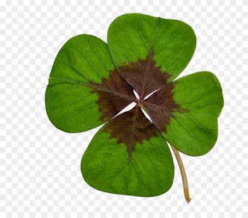 Four-leaf Clover, Luck, Green, Nature - Photography