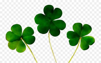 Four-leaf clover Shamrock Saint Patrick's Day Luck -  