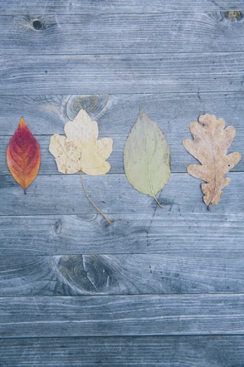 Four Leaved on Gray Surface
